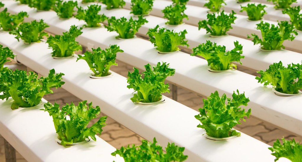 Optimizing Oxygenation: The Art of Introducing Air into Hydroponic Crops