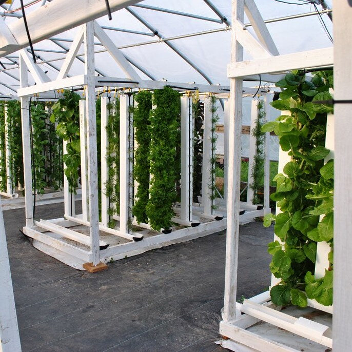 Hydroponics: The Future of Sustainable Agriculture