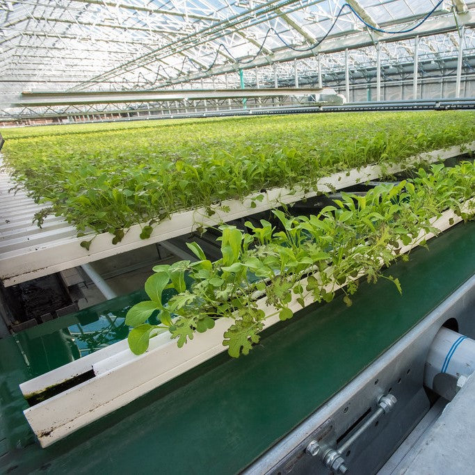 Hydroponics: The Future of Sustainable Agriculture