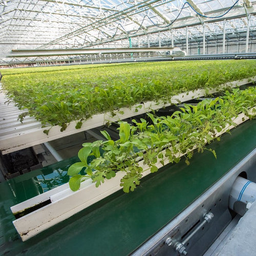 Hydroponics: The Future of Sustainable Agriculture