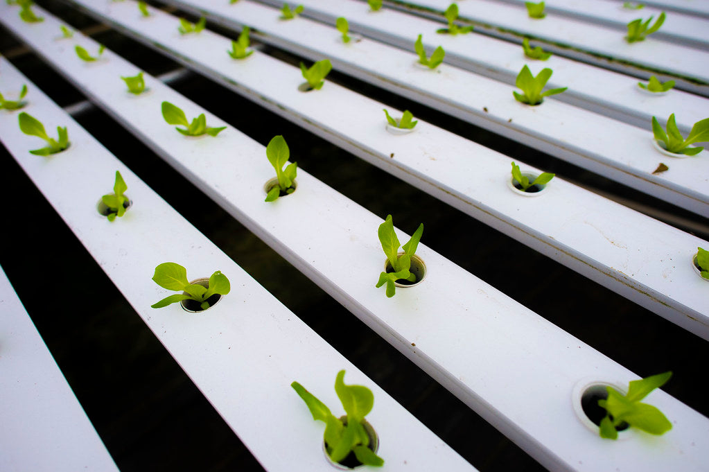 Hydroponics: The Future of Sustainable Agriculture