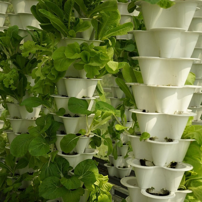 Hydroponics: The Future of Sustainable Agriculture