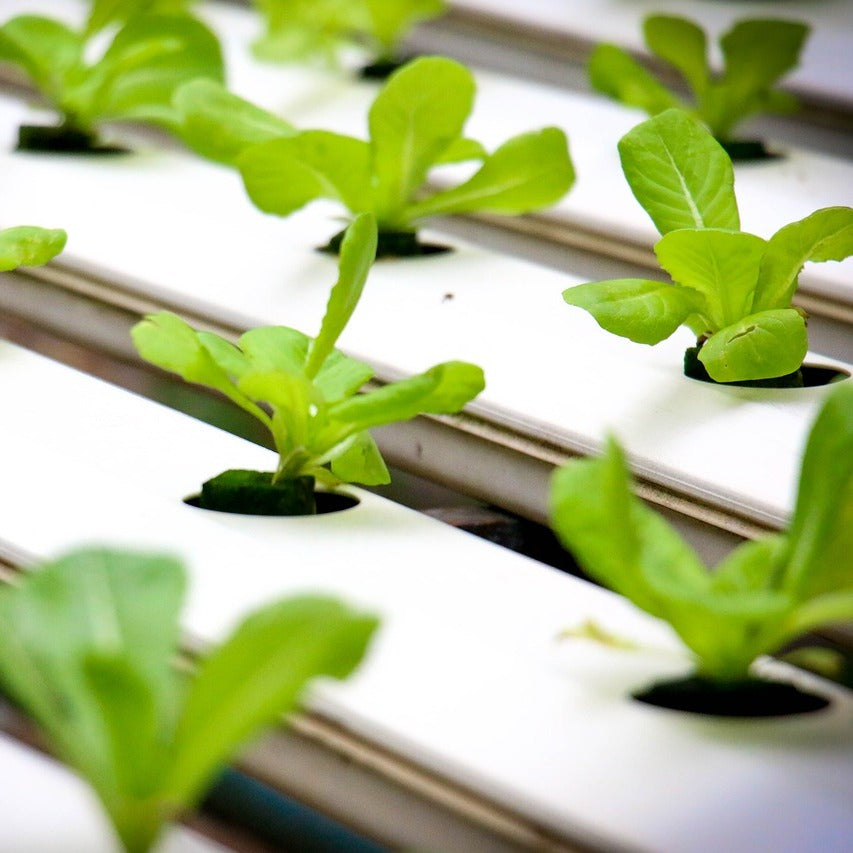 Hydroponics: The Future of Sustainable Agriculture