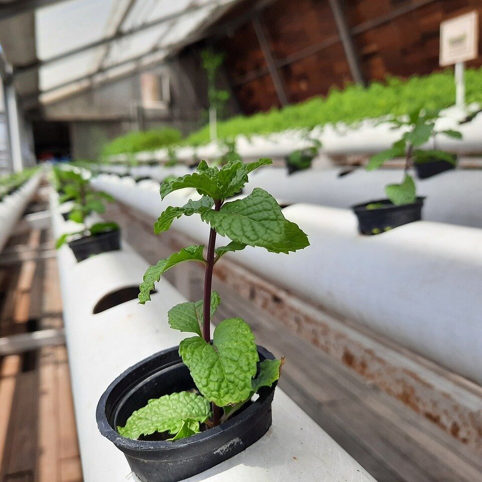 Hydroponics: The Future of Sustainable Agriculture
