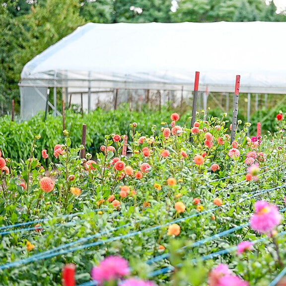 Permaculture: Sustainable Design for a Resilient Future